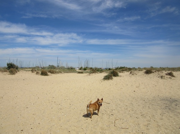 brighton dog beach